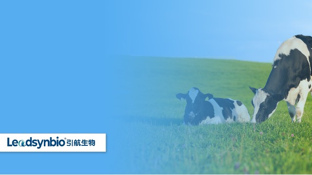 奶牛產(chǎn)后癱瘓怎么辦？研究發(fā)現(xiàn)25-羥基維生素D?對奶牛具有這些作用｜產(chǎn)品科普